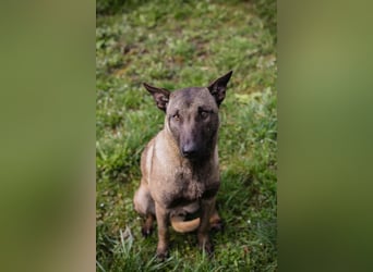 KARA - wer zeigt der hübschen Maus, wie schön ein Hundeleben sein kann?
