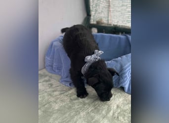 Martin-LM, kleiner Mann sucht Körbchen