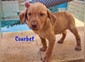 Courbet 11/2022 (ESP) - verspielter, hübscher Jagdhund-Mix Junghund!
