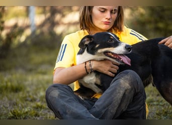 JACKO - der freundliche und menschenbezogene Rüde möchte beschäftigt werden und lernen