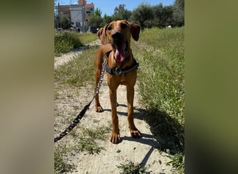 Canello, weil sein Fell an Zimt erinnert