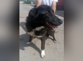 liebenswerte Husky Mischlingshündin Aurora sucht ihre Familie