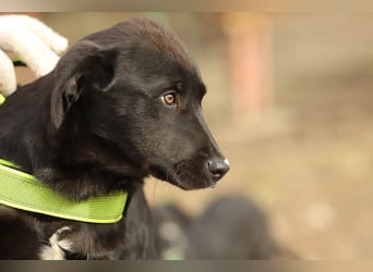 Hübscher Fido sucht seine Familie