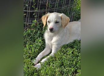 MELISSA - liebt es auf dem Schoß zu kuscheln!