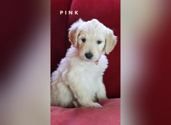 Goldendoodle - Welpe