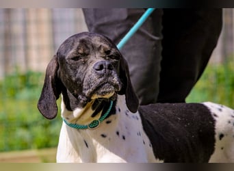 Pepa  - Englischer Pointer, lieb und verträglich