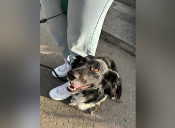 Mazli, geboren 01.01.2020, 36cm sucht ihr Zuhause