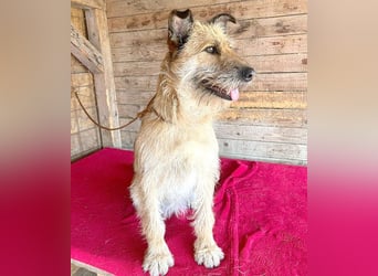 ❤️ superliebe Familienhündin - 2,5 Jahre, 50cm/20kg - Schnauzer-Mix