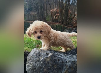 maltipoo Welpen Stammbaum
