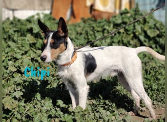Chipi 06/2023 (ESP) - braver, umgänglicher und freundlicher kleiner Ratonero Bodeguero Andaluz!