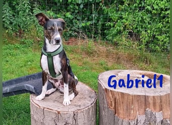 Gabriel1 10/2024 (in Deutschland) - geselliger, kluger und sportlicher junger Bodeguero-Mix!