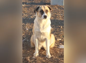 Jeanie, geb. ca. 05/2023, lebt in GRIECHENLAND, im städt. Tierheim Serres