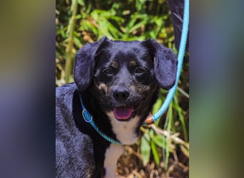 Joia, Mix Labrador / Appenzeller Sennenhund, lieb und sozial
