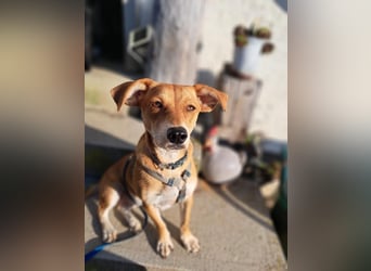 Walburga, !!! SOS !!!!  PS Oberkochen liebevolle, kleine Hündin sucht Ihr Körbchen