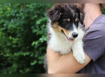 Australian Shepherd ASCA Welpen