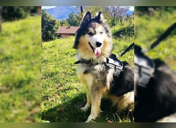 Husky-Mix Arci sucht seine liebe Familie