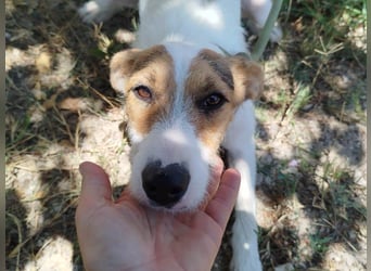 ❤️ PINA ❤️