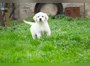 Goldenretriever Welpen