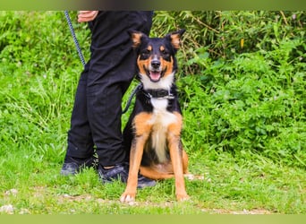 Jackie, Mix Jack Russel Terrier / Border Collie