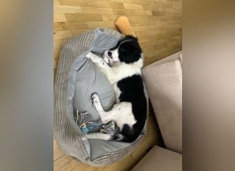 Loki – kleiner Abenteurer mit großem Herz sucht sein Für-Immer-Zuhause