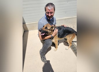 Gina: ein Traum für alle Schäferhundfreunde