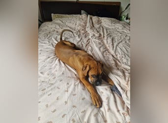 Wunderschöne Boxerwelpen!