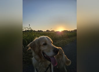 Golden Retriever Mischlings-Rüde Fridolin sucht ein Zuhause