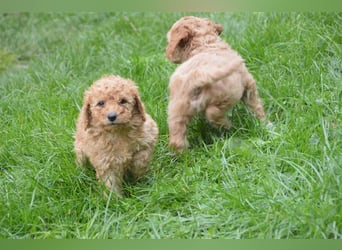 Mini Goldendoodel Welpen F3 - abzugeben ab Ende Oktober