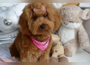 Wunderschöne Havapoo Welpen ähnlich Maltipoo (Toypudel/Zwergpudel + Havaneser)