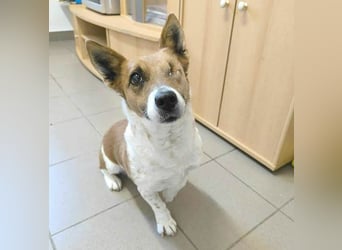 liebenswertes Einauge SZISZI - 7 Jahre, 35cm - Jack Russell-Mix