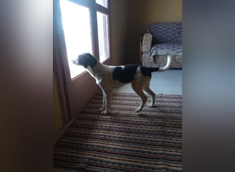 Coco - Pointer-mix sucht liebevolles Zuhause