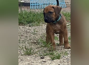 Reinrassige Rhodesian Ridgebackwelpen suchen ein liebevolles zu Hause