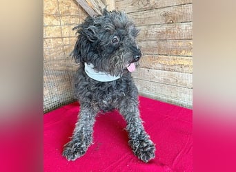 superlieber Kuschelhund MAILO - 2,5 Jahre, 45cm/14kg - Puli-Schnauzer-Mix
