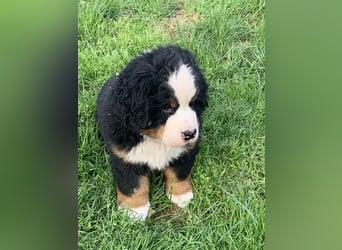 Berner Sennenhundwelpen-Welpe