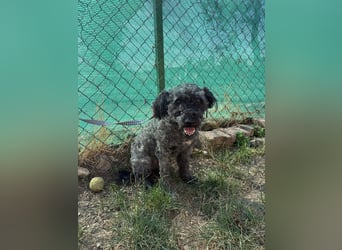 Luis, Puli-Mix, Rüde, geb. am 01.07.2022, ca. 45 cm