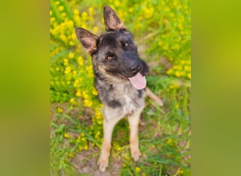 Ein schöner Schäferhund Mischling *Balou* wartet auf sein neues zuhause