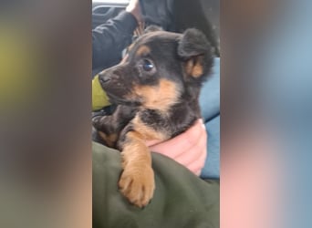 Ameli, kleine Zuckerschnecke auf der Suche nach ihrer Familie