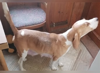 Anhängliche Beagle-Schäferhundmixwelpen suchen ein Super zu Hause