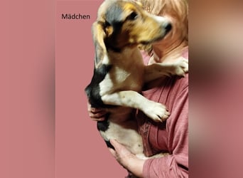 Anhängliche Beagle-Schäferhundmixwelpen suchen ein Super zu Hause