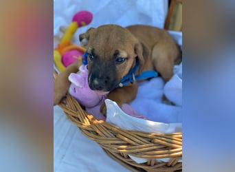 Barney LM - Zuhause gesucht – Neun kleine Hundekinder auf großer Mission