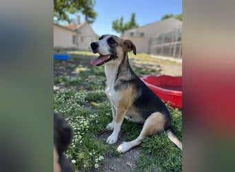 Hundeherz  sucht Familienglück 