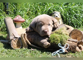 Labrador Welpen mit Ahnenpass