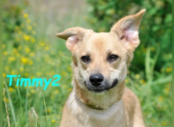 Timmy2 geb. 03/2023 - verspielter, aktiver und fröhlicher junger Rüde!