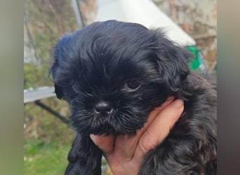 Reinrassige Shih Tzu  Welpen