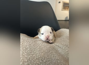 Englische Bulldoggen Welpen– 7 süße Mädels suchen bald ein Zuhause!
