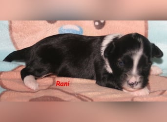 Kirsei-Kra Tibet Terrier Welpen ( VDH / ILT )