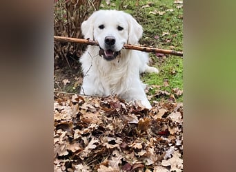 Golden Retriever Welpen vom Züchter – liebevoll & familiär aufgezogen