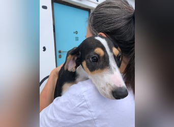 Jagdhund Mix Lara