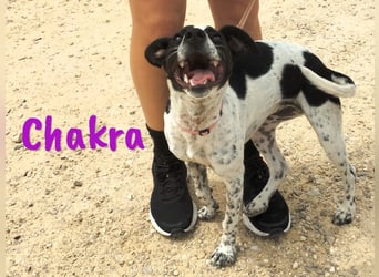 Chakra geb. 01/2025 (ESP) - sympathische und fröhliche Pointer-Bodeguero-Mix Welpin!