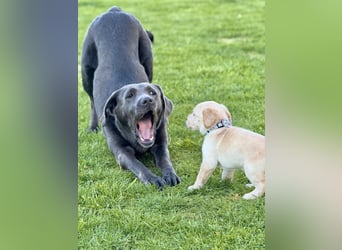 Labrador Welpen rüde weiß